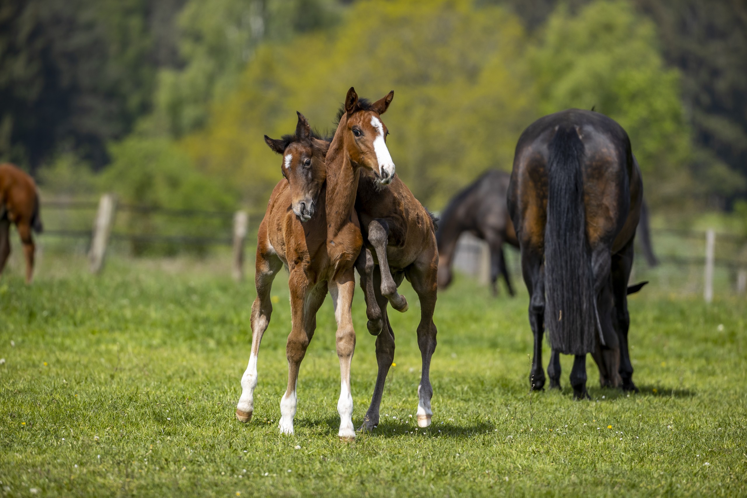 Ein Fohlen springt ein anderes Fohlen an